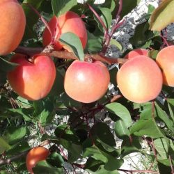 20160430_150149-1080x550-1