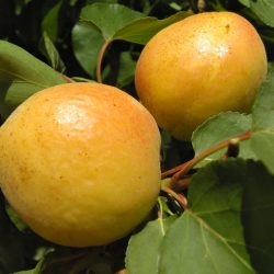 Capricho-Fruto