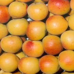 Fruta-de-Dorada1