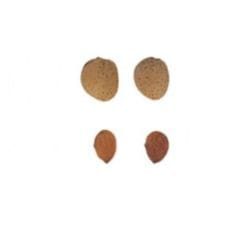 almendra-belona-1
