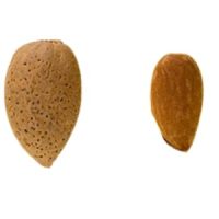 almendra-marta (2)