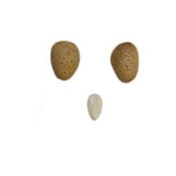 garrigues-almendro
