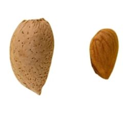 penta-almendra